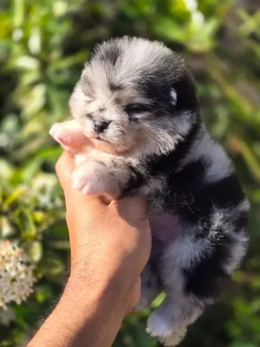 Filhotes Lindos de Spitz Alemão Anão (Lulu da Pomerânia) - Vacinados e Pedigree