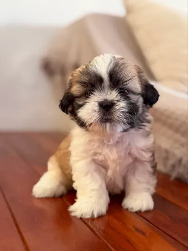 Filhote Shih Tzu