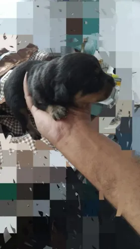 Rottweiler