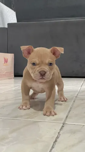 Cachorro filhote de American bully 
