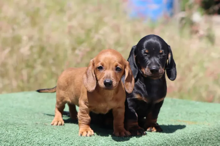 Dachshund (salsichinha)