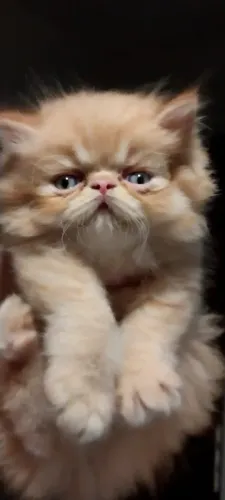Gato Persa lindos filhotinhos com aparência premium