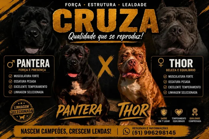 Filhotes de Pit monster com pedigree