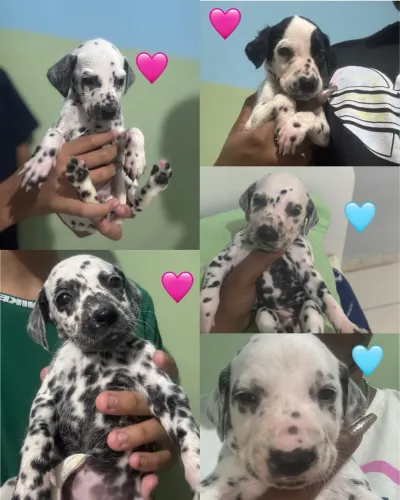 Dálmatas disponíveis para venda ( filhotes )