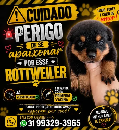 Filhotes de Hotwalle disponível paravvenda