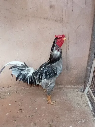Galo