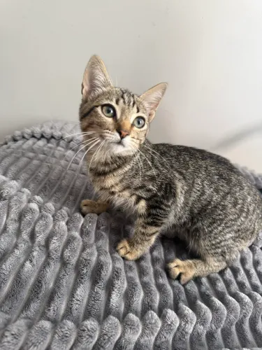 ADOÇÃO RESPONSÁVEL 