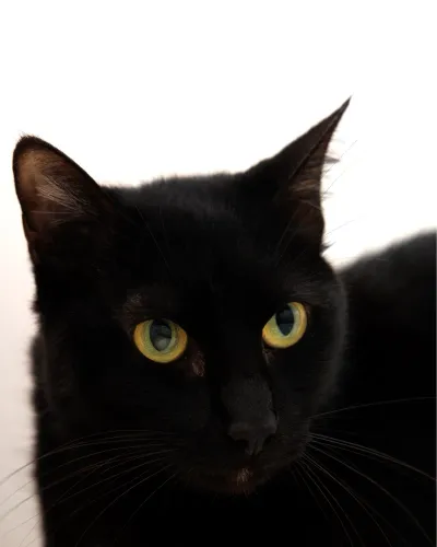 Gatinhos para adoção responsável