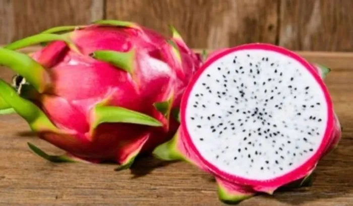 Muda de pitaya enraizadas