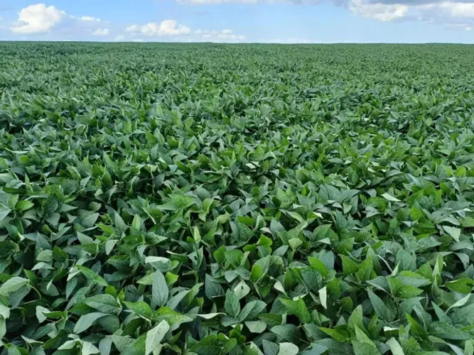 Fazenda  pedida 2mil saca de soja por alqueiro