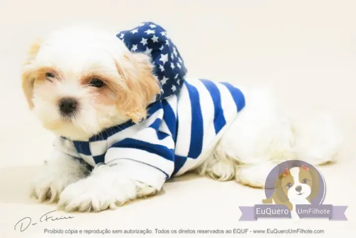 Lhasa Apso - O Filhote que Vai Conquistar seu Coração!