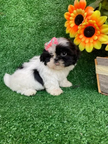 Filhote de Shih Tzu disponível 