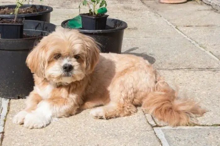 Lhasa Apso Filhotes na Cor Dourado