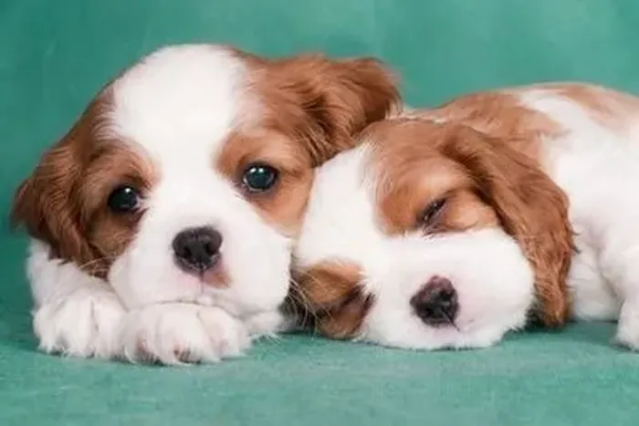 Bebês Cavalier King Charles disponível