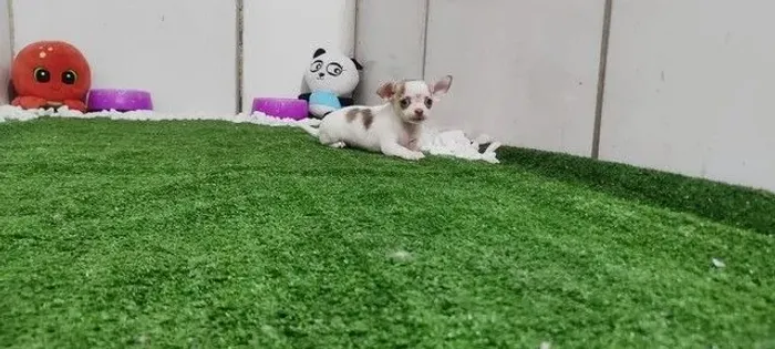=] Chihuahua pelo curto e pelo longo =]