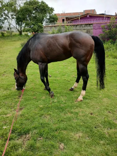 Cavalo Garanhão QM