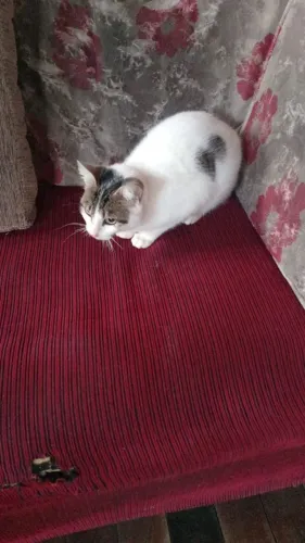 DOA-SE GATA CASTRADA .