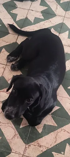 Adoção de cachorrinha de 3 meses 