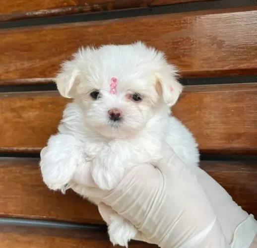 Maltês Branco Macho Mini - Pequeno e cheio de carinho