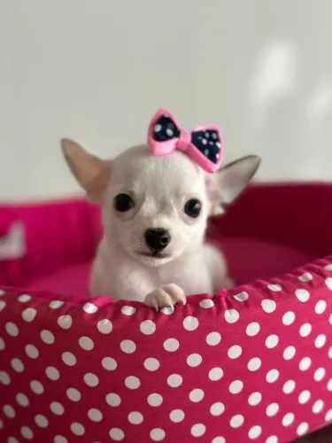  Chihuahua fêmea branquinha.