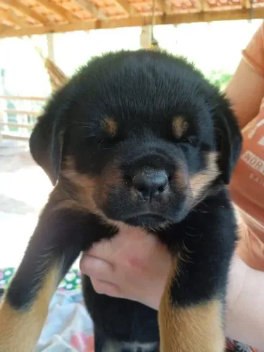 Rottweiler Linhagens campeã, e pais importados