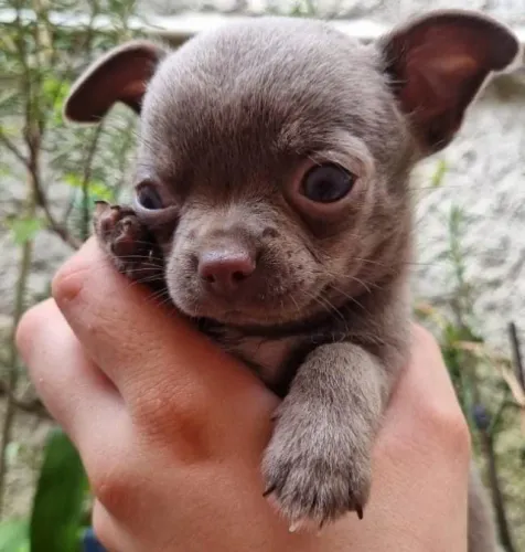 Chihuahua Mini Branco e Dourado Fêmea - Beleza e Doçura em um Só Filhote!