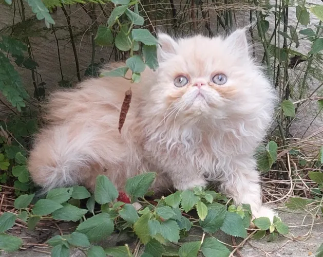 Gato Persa