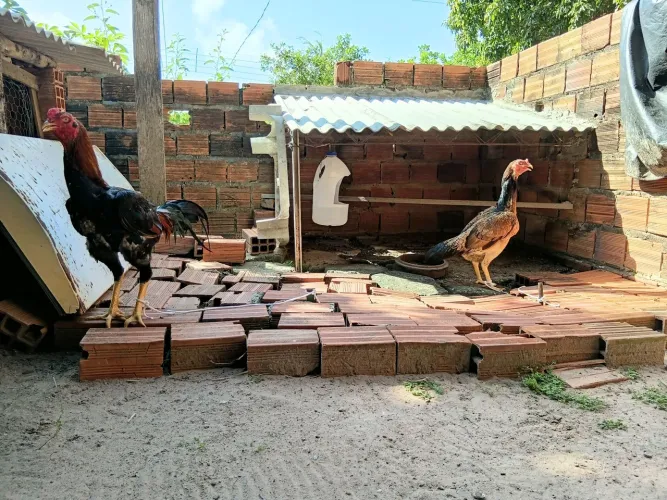 Casal carioca galinha cego de 1 olho
