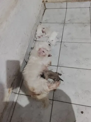 Vendo cachorros shitzu