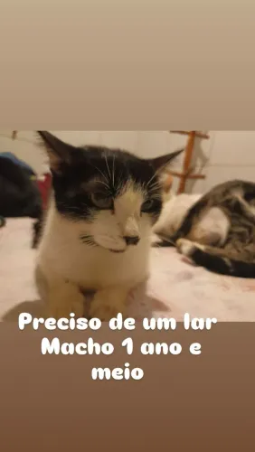 Doação de gato 