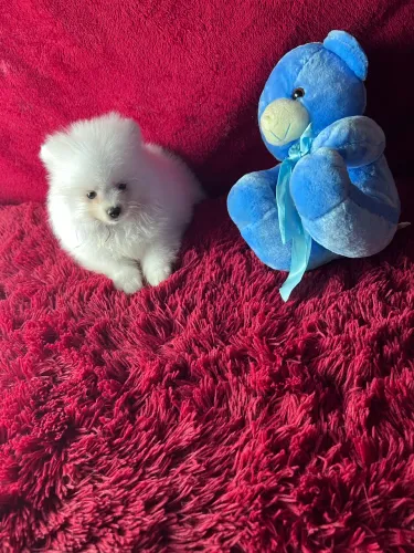 Lulu neve macho em Apucarana