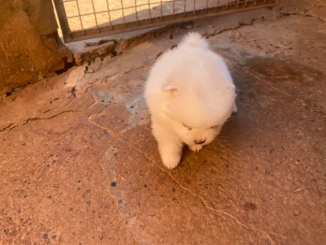Spitz alemão anao