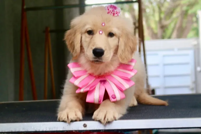 GOLDEN RETRIEVER PARCELAMOS 