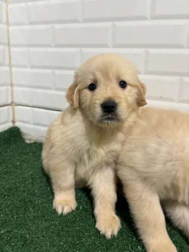 Filhotes de Golden Retriever