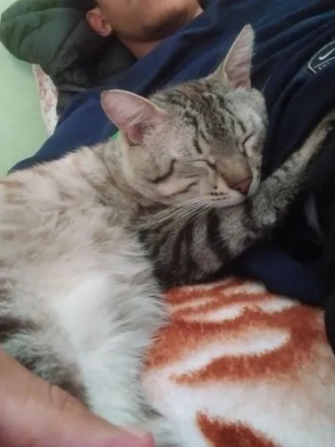 Doa-se gato