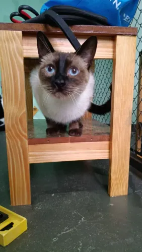 Doação de lindos gatinhos