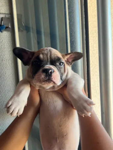 Cachorro 