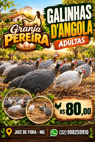 Galinhas D'Angolas