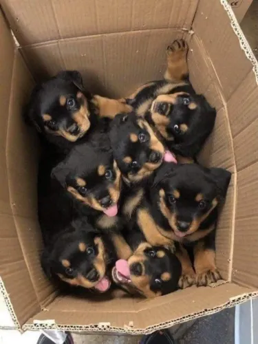 filhotinhos de Rottweiler disponíveis a pronta entrega na promoção