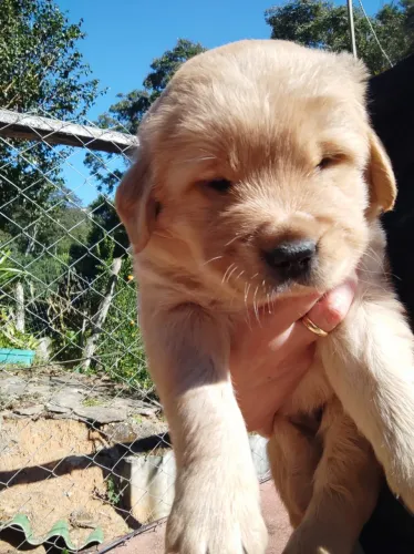 Cão Terapêutico e Alegres, os Golden são incríveis 