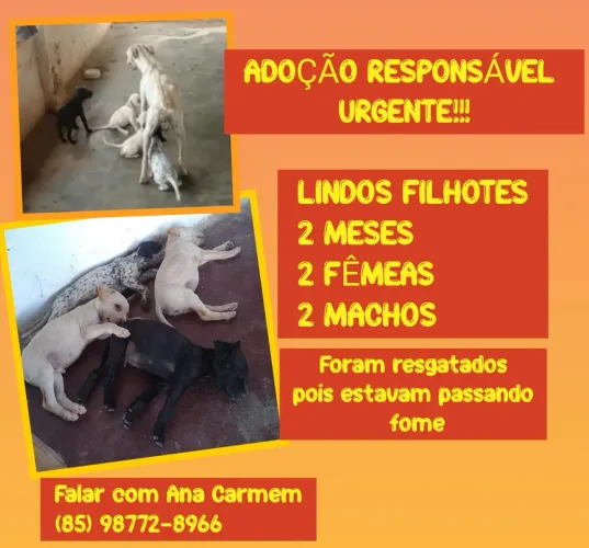 Adoção responsável
