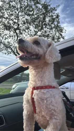 Cachorro poodle toy macho procura uma namorada 