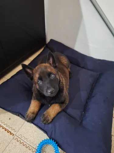 Pastor belga malinois,  vacinado , vermificado 55 dias  $ 1.800  *