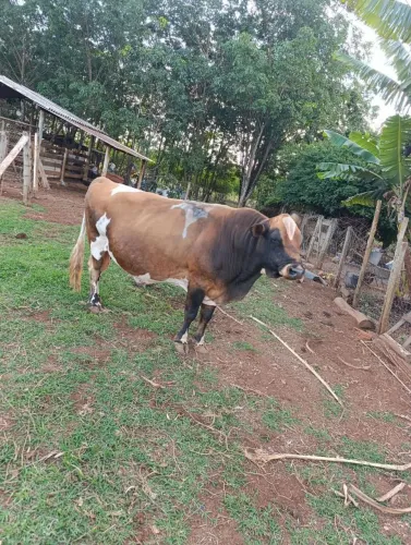 TOURO JERSEY A VENDA