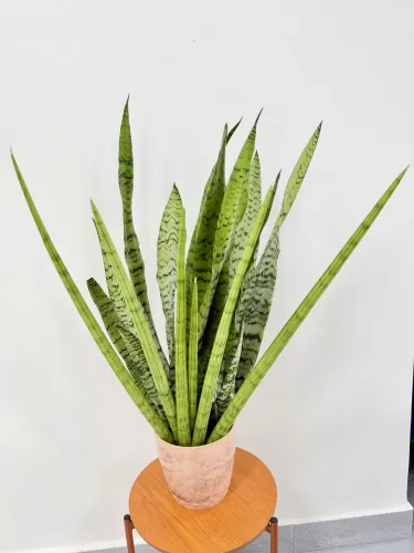 DECORAÇÃO VASO DECORATIVO PLANTA