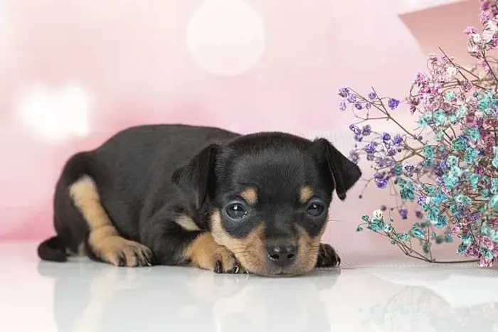 Pinscher de Excelente Padrão