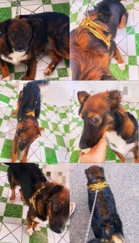 Cachorro para adoção 