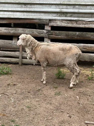 Ovelha Merino Australiana