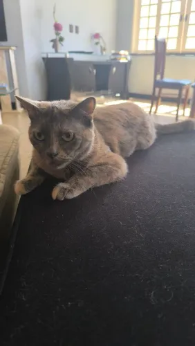 Doação Responsável de uma linda Gata 