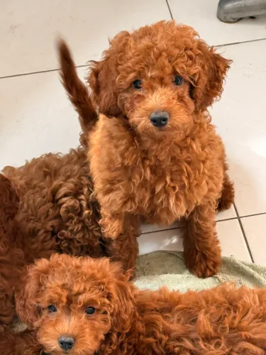 Poodle Red Anão